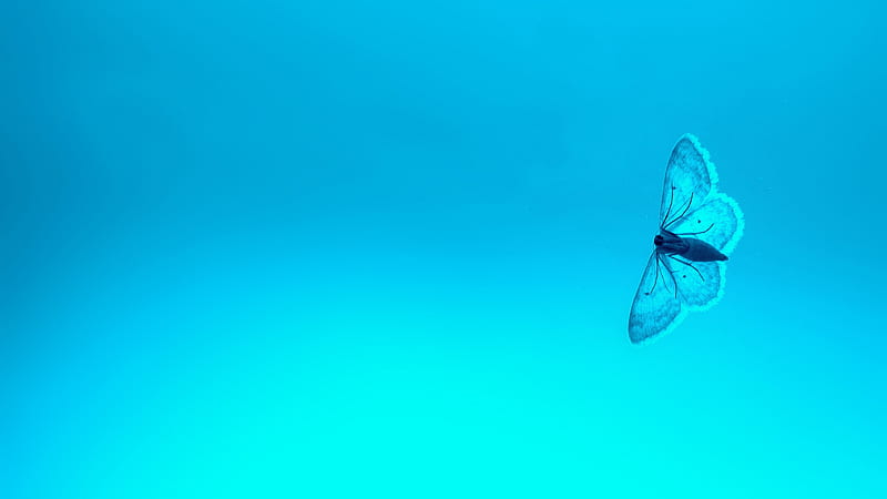 Blue Butterfly , butterfly, animals, HD wallpaper