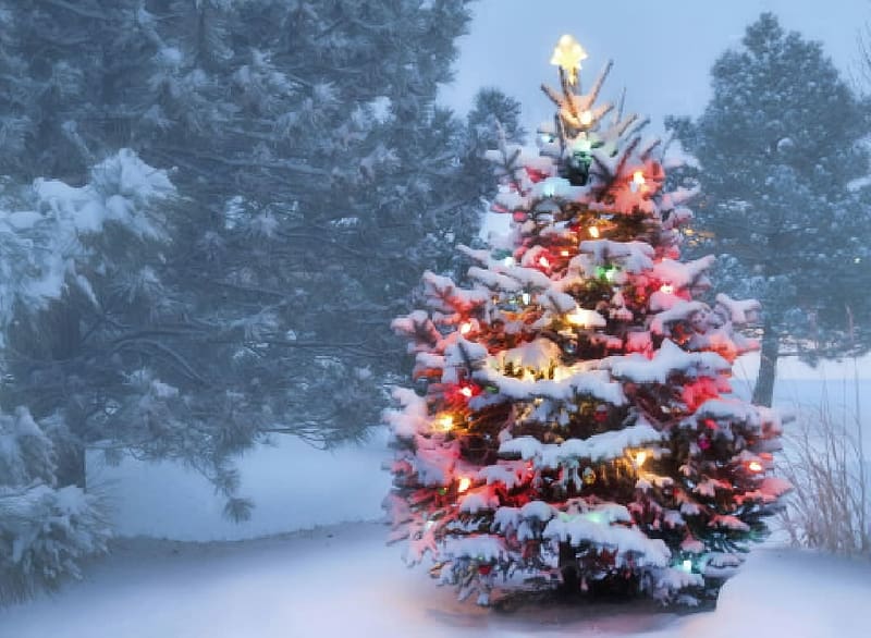 Christmas Tree Forests Christmas Snow Tree Hd Wallpaper Peakpx 8356