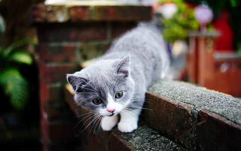 white white kitten, British shorthair cat, cute animals, small fluffy kitten, pets, domestic cat, HD wallpaper