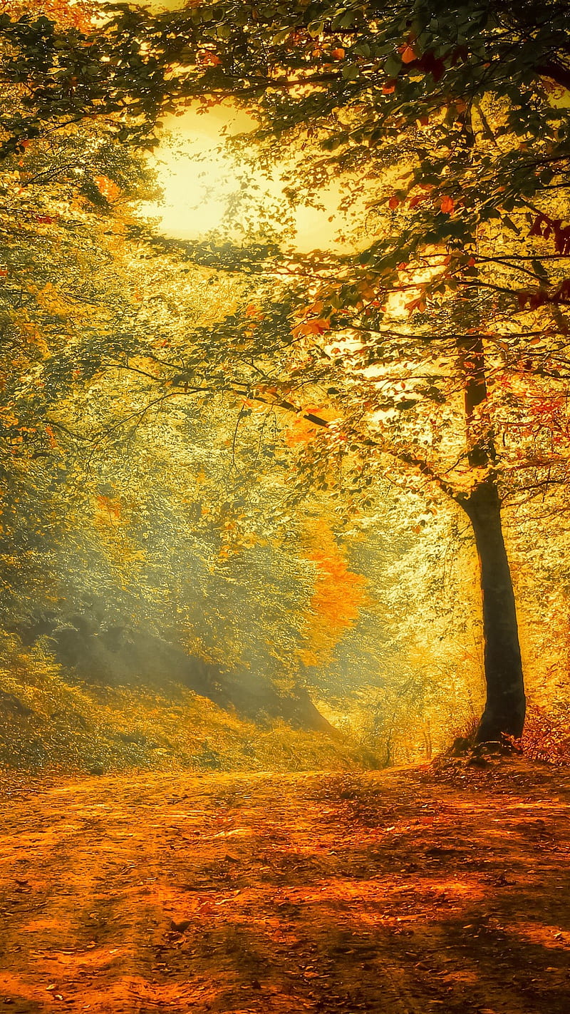 Autumn, xvc, xvcs, HD phone wallpaper | Peakpx