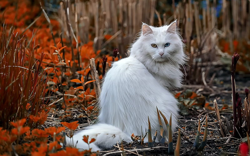 Maine Coon, bokeh, fluffy cat, cute animals, white Maine Coon, Heterochromia, pets, cats, Maine Coon Cat, domestic cats, white cat, HD wallpaper