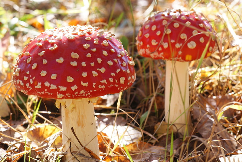 *** Toadstools ***, muchomory, trujace, grzyby, nature, HD wallpaper