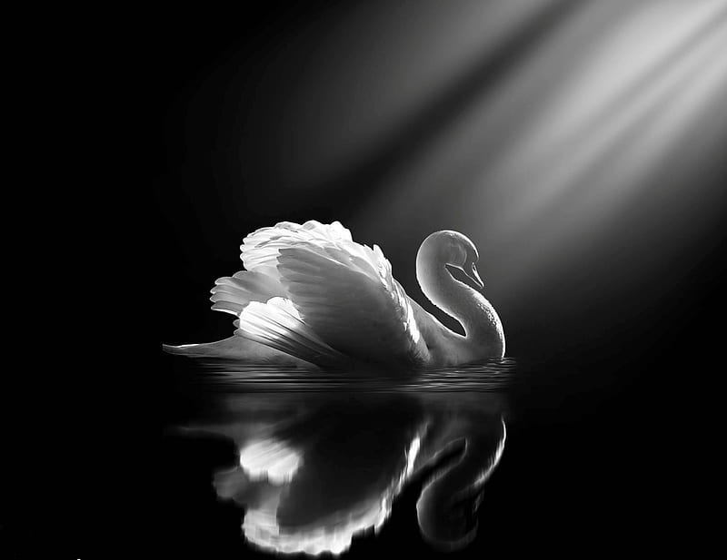 black and white, swan, bird, animal, HD wallpaper