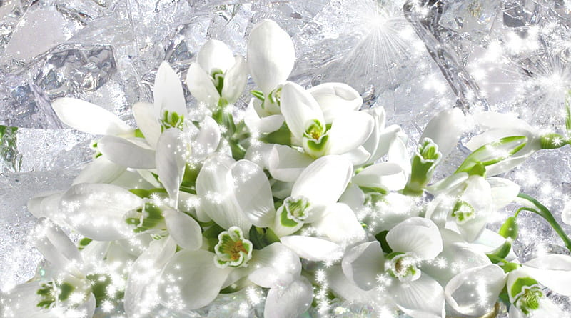 The First Snowdrops, flowers, fragrant, spring, winter, cold, ice, flowers, snowdrops, white, light, HD wallpaper