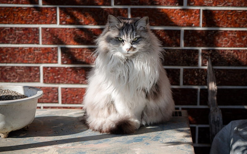 Norwegian Forest cat, fluffy cat, gray cat, pets, breed fluffy cats, HD wallpaper