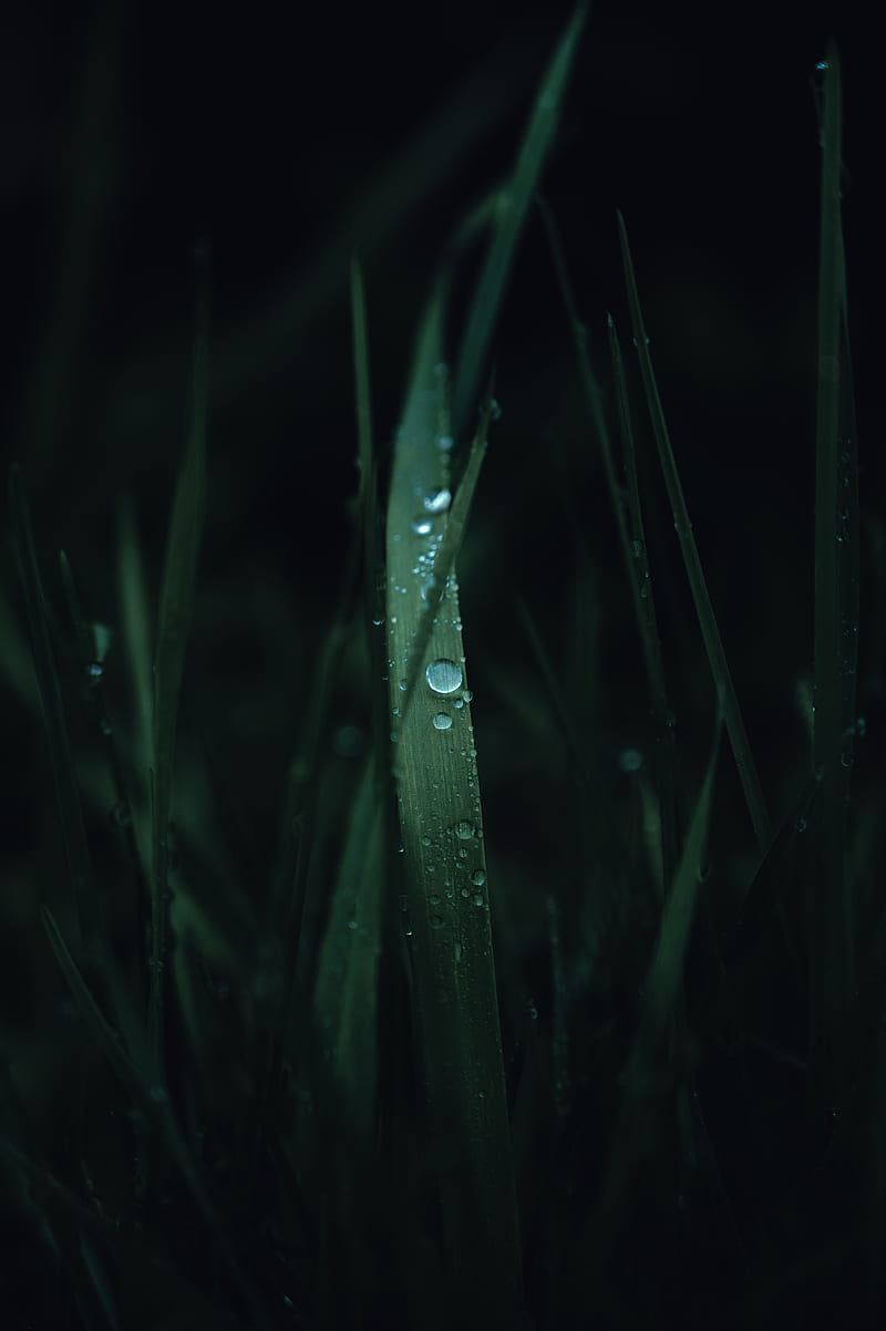 grass, leaves, drops, macro, HD phone wallpaper