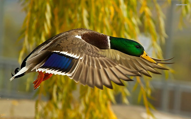 Mallard Flying, duck, flying, birds, mallard, wildlife, animals, HD wallpaper