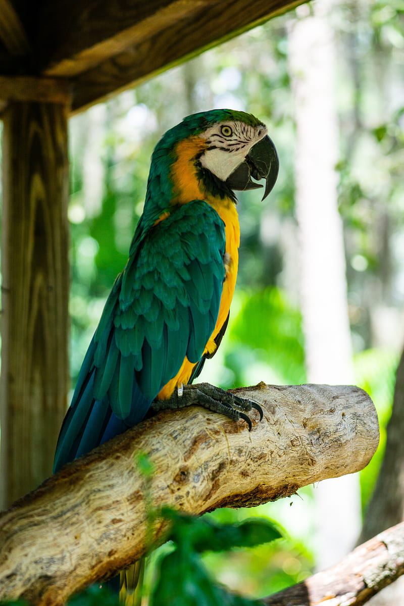macaw, parrot, bird, profile, tree, HD phone wallpaper