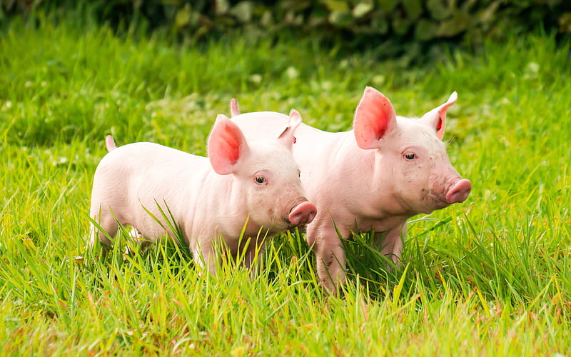 piglets small pigs, green grass, farm, pigs, funny animals, domestic animals, pets, HD wallpaper