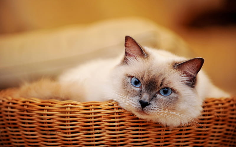 Ragdoll, close-up, denectic cat, cute animals, basket, cats, pets, Ragdoll Cats, HD wallpaper