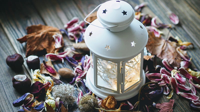 white candle lantern surrounded petals, HD wallpaper