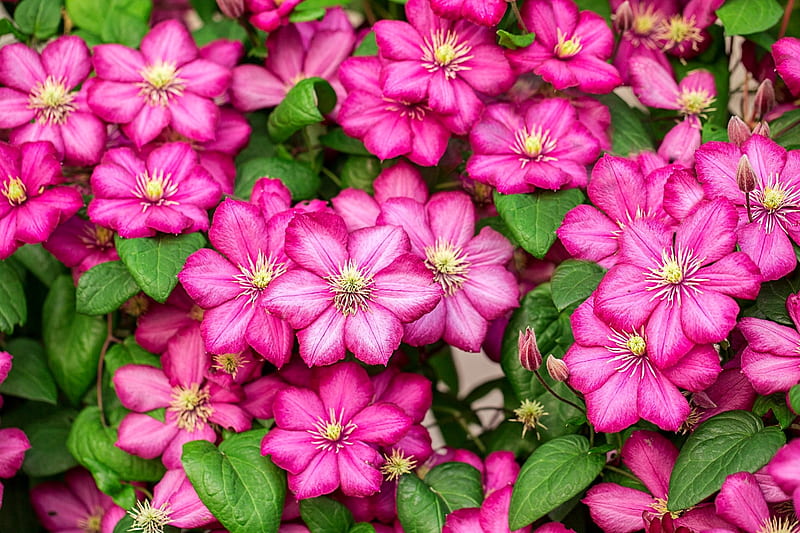 Pink clematis, leaves, summer, garden, flowers, bonito, spring, carpet, pink, HD wallpaper
