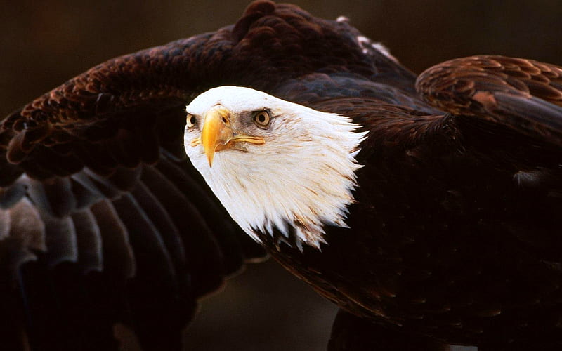 BALD EAGLE's WINGSPAN, birdmajestic, powerful, bird of prey, bald eagle, large, wing span, HD wallpaper