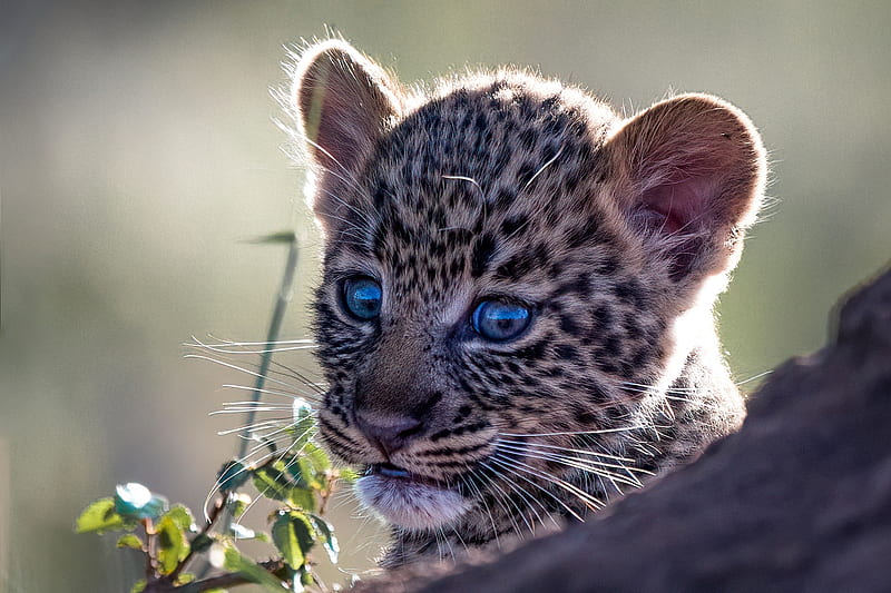 Leopard cub, baby, cute, leopard, cub, face, sweet, animal, HD wallpaper