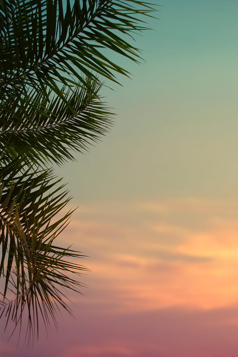 Palm tree, leaves, plant, sky, dusk, HD phone wallpaper | Peakpx