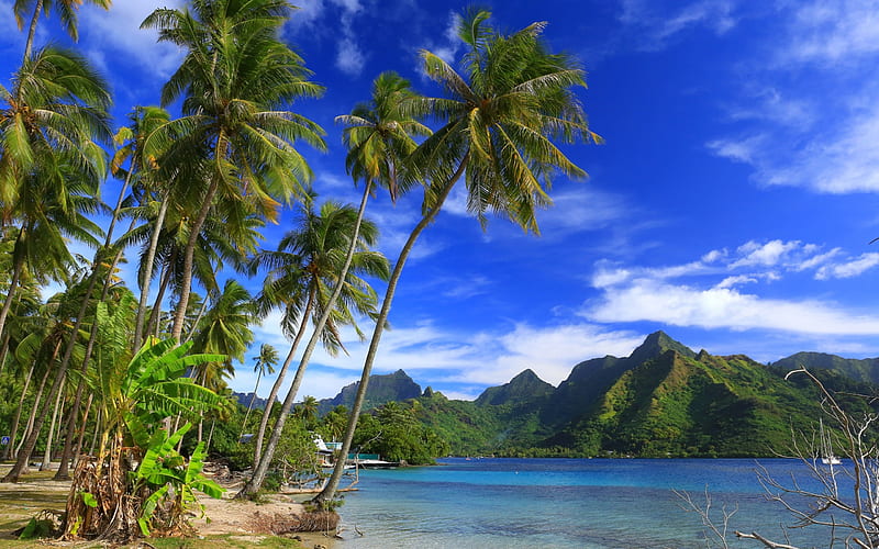 Moorea Island, Ocean, beach, tropical islands, palm trees, French Polynesia, Taahiamanu Beach, HD wallpaper
