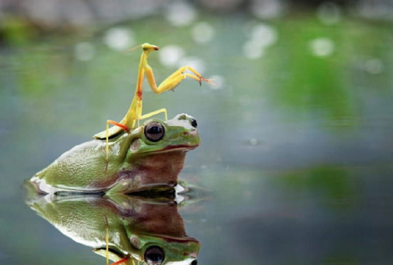 FROG WITH JOCKEY, CUTE, INSECT, FROG, GREEN, HD wallpaper