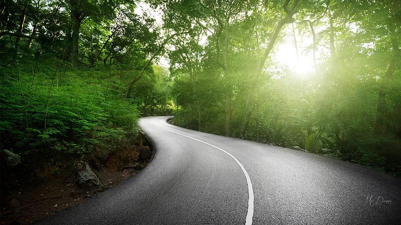 Morning Drive, drive, forest, fresh, sunlight, trees, white line, highway, green, sunshine, road, Firefox Persona theme, HD wallpaper