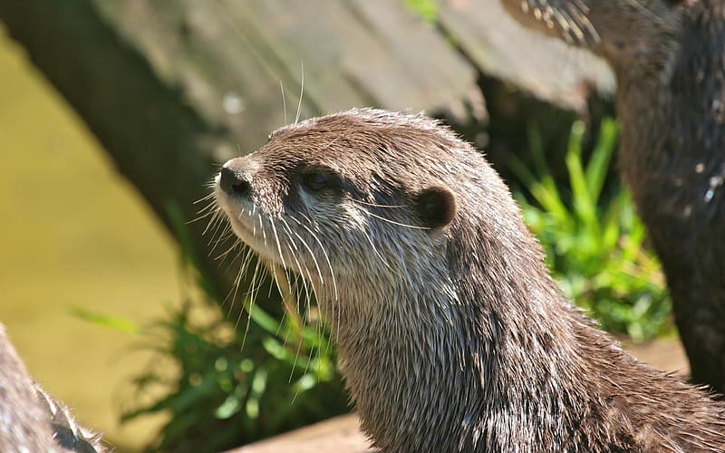 Animal, Otter, HD wallpaper