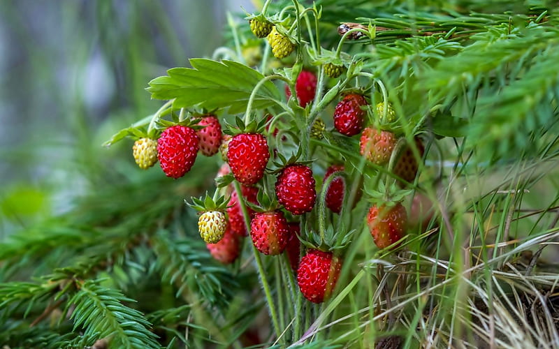 Strawberries, fruit, forest, HD wallpaper