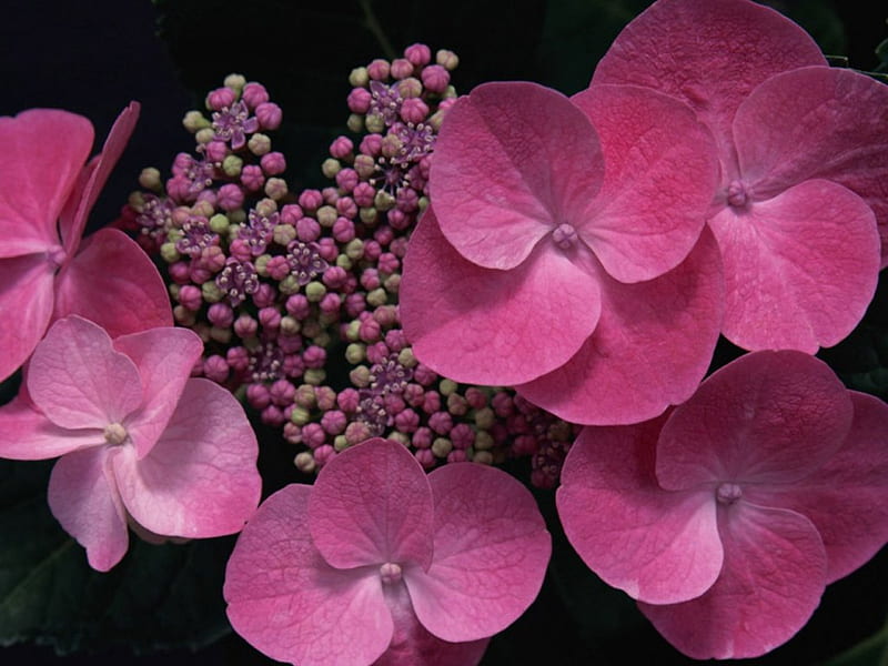 Hortensia roja, flores, Fondo de pantalla HD | Peakpx