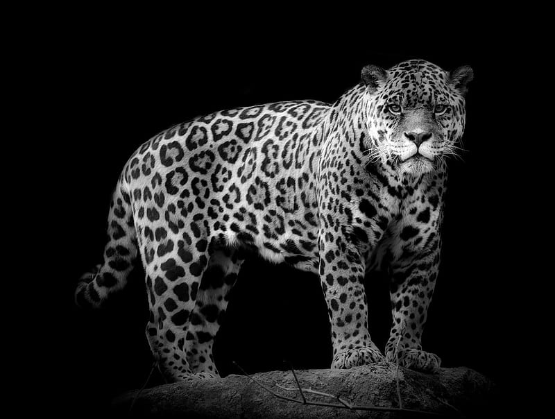 Jaguar, animals, HD wallpaper