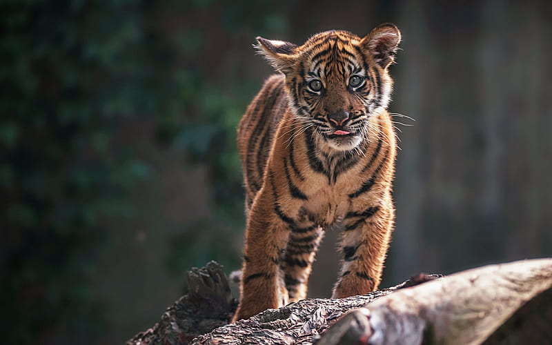 small tiger cub, wildlife, jungle, small predator, wild cat, tigers, HD wallpaper