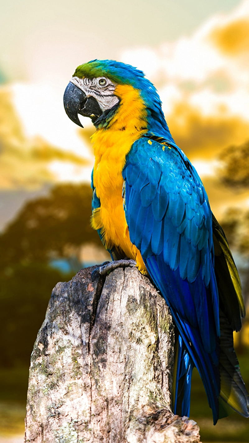 parrot, animal, bird, colourful, wild, HD phone wallpaper