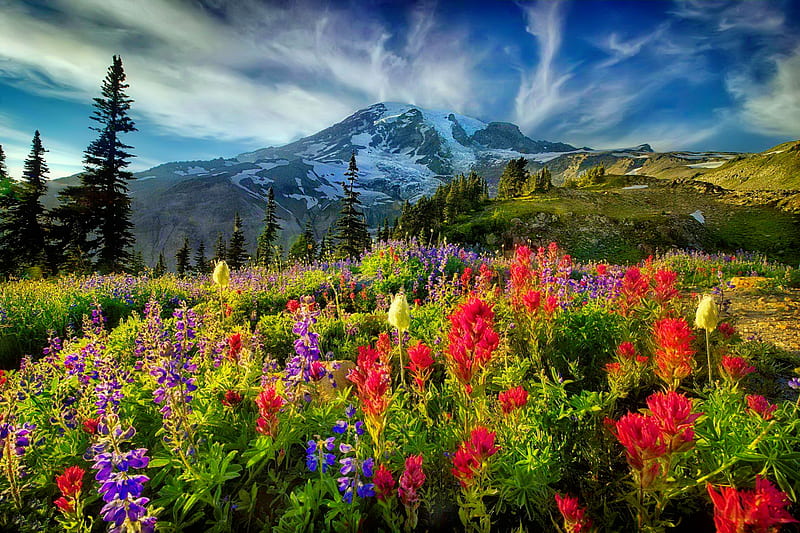 Flores silvestres de montaña, encantador, césped, bonito, cielo, frescura,  montaña, Fondo de pantalla HD | Peakpx