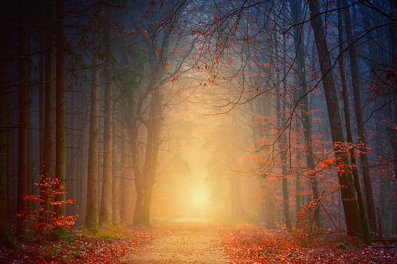 forest, fog, autumn, trees, foliage, HD wallpaper