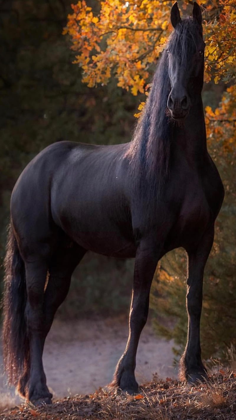 Black is black, horse, animal, HD phone wallpaper | Peakpx