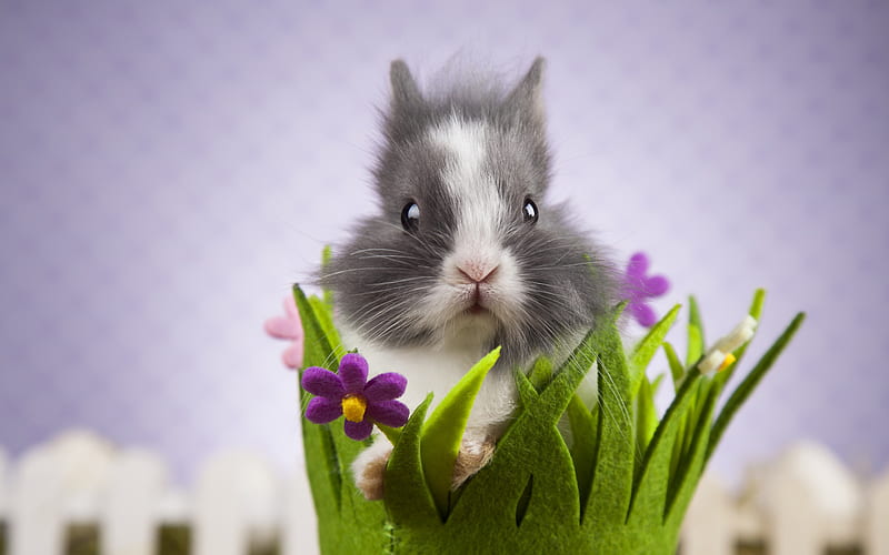 rabbit, cute animals, pets, gray rabbit, HD wallpaper