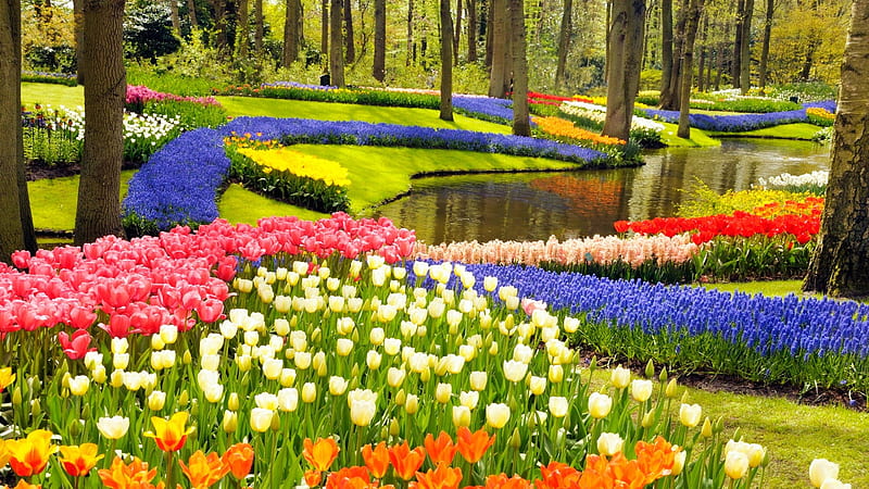 Keukenhof Gardens, Netherlands, colors, blossoms, spring, tulips, trees, HD wallpaper