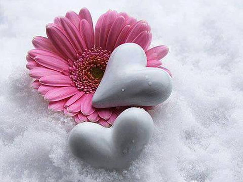Snow, good, heart, flower, winter, HD wallpaper | Peakpx