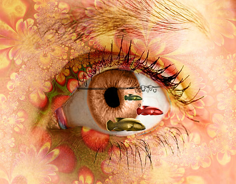 Fish Eye, weird, eyes, orange, fish, HD wallpaper