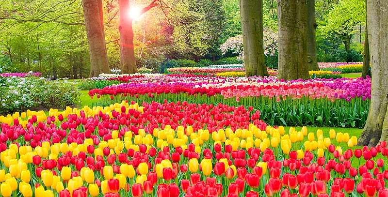 Keukenhof garden, colorful, glow, sun, grass, greenery, park, bonito, trees, freshness, Netherland, Holland, rays, garden, tulips, morning, alley, HD wallpaper