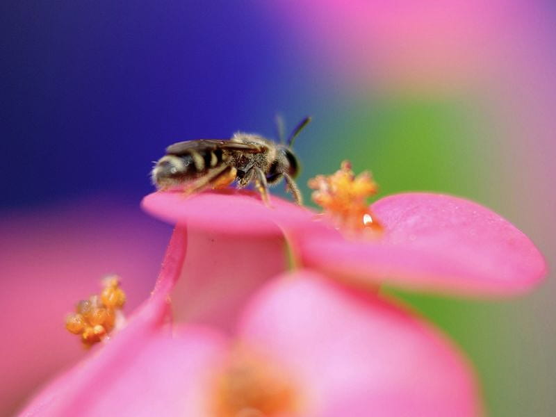 Busy Bee, flower, insect, bee, pink, HD wallpaper