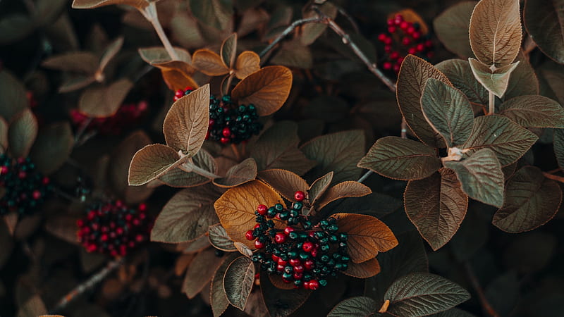 Earth, Plant, Berry, Leaf, HD wallpaper