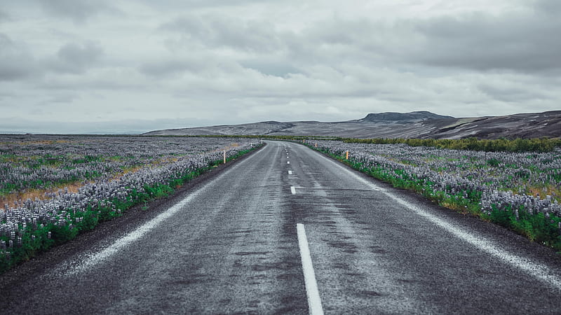 Man Made, Road, Field, Flower, Iceland, HD wallpaper