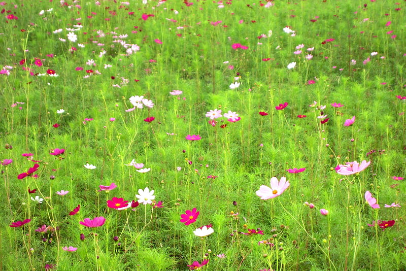 Cosmos bipinnatus, colorful, pretty, bonito, flower field, HD wallpaper