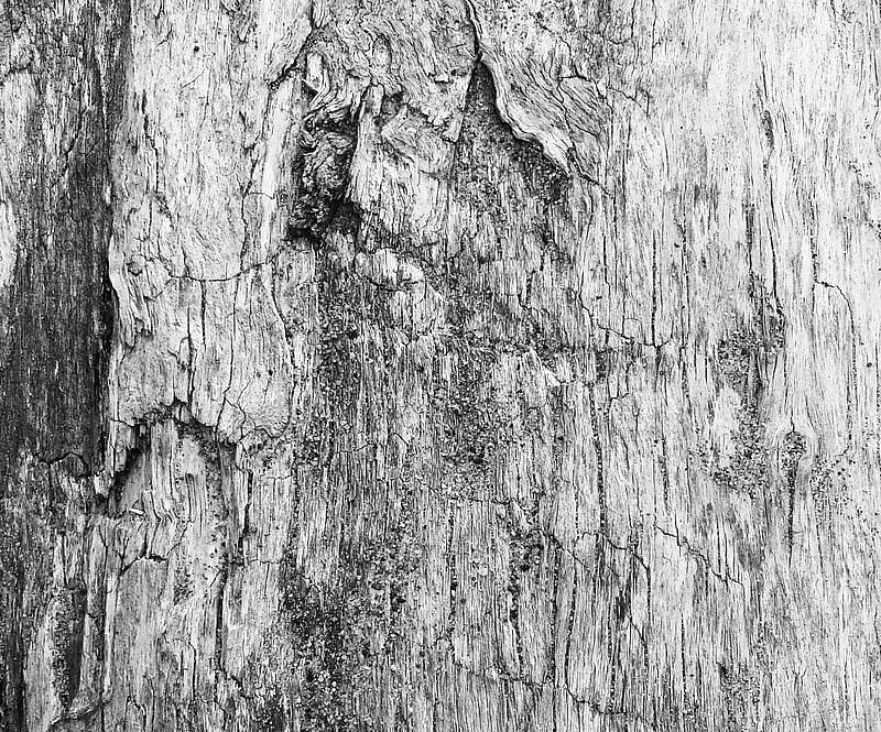 River wood2, beach, black and white, greyscale, sand, texture, wood, HD wallpaper