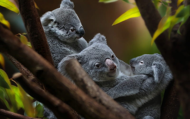 Koala bears, bear, cute, koala, trio, HD wallpaper