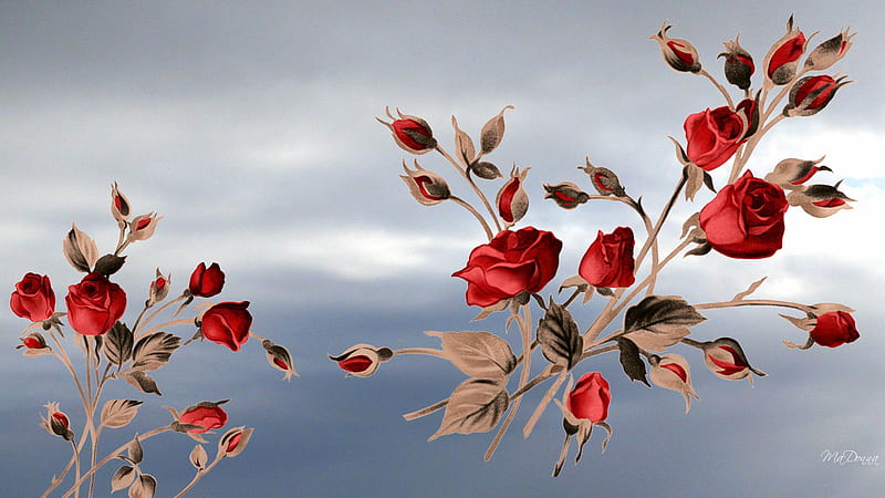 Rosas rojas cielo azul, flores, rosas, nubes, abstracto, cielo, Fondo de  pantalla HD | Peakpx