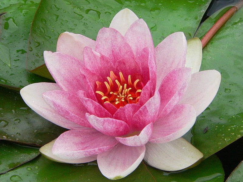 Pink Water Lily, flowers, nature, water lilies, lily pads, HD wallpaper