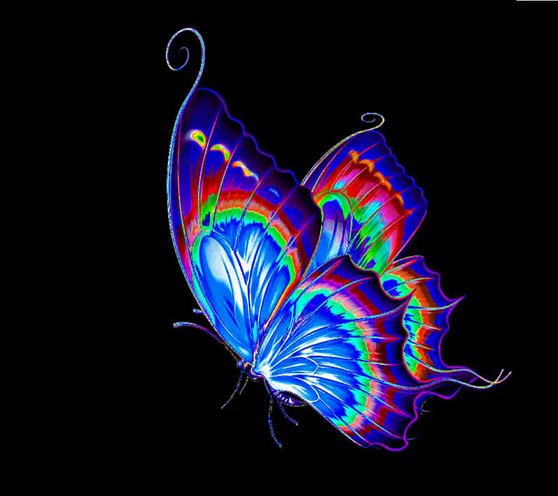 Butterfly, HD wallpaper | Peakpx