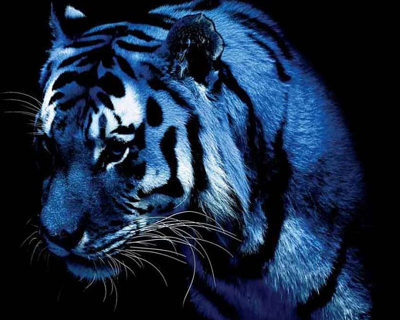 Blue tiger, animals, big cats, tigers, HD wallpaper | Peakpx