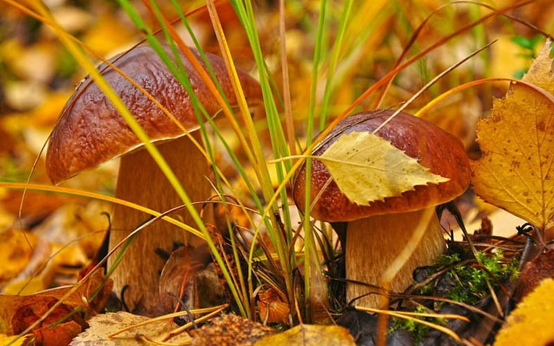 Autumn vegetables - mushrooms, ciupercile, toamna, de, in padure, HD wallpaper