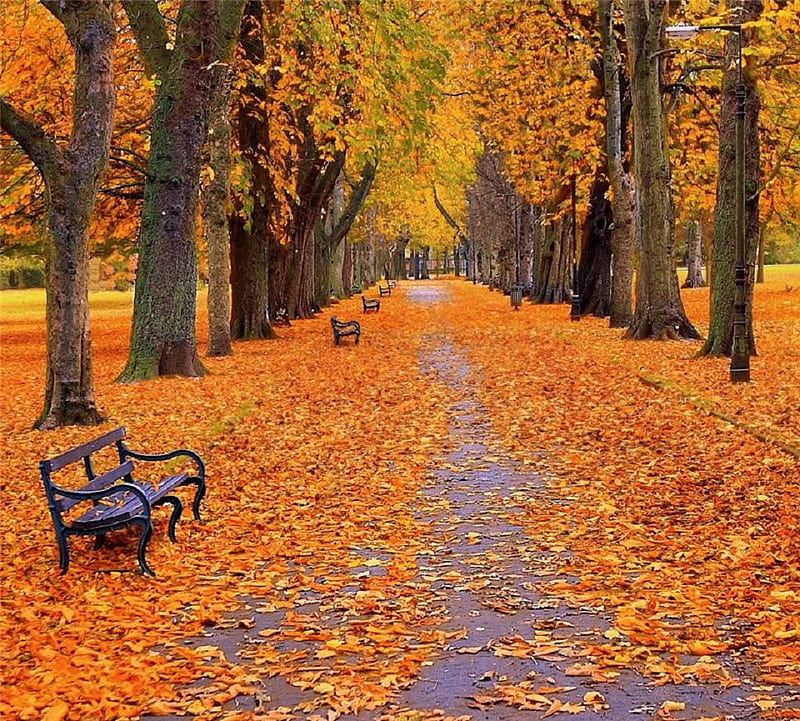 Park seats in autumn., fall, autumn, tree, seat, bench, park, leaf, HD wallpaper