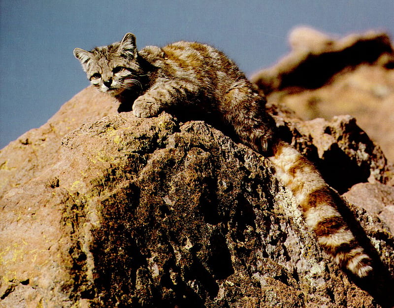Andean Mountain Cat, wilcat, wild cat species, cat, animal, HD wallpaper
