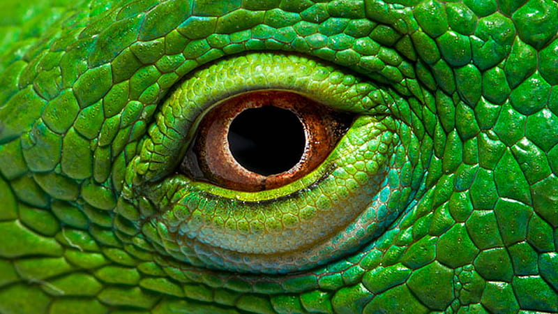 Green Iguana Eye, HD wallpaper